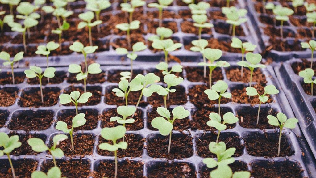 JARDINAGEM Veja Como Fazer Sementeiras Para Mudas