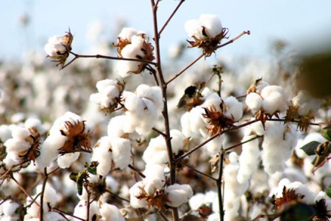 Você está visualizando atualmente Mato Grosso do Sul inicia colheita de algodão 20/21