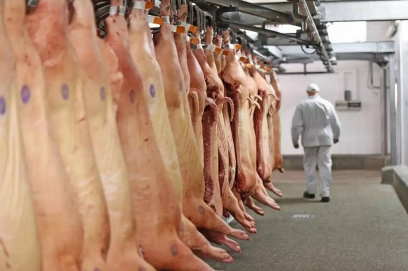 Você está visualizando atualmente MS atinge recorde na exportação de carne suína em 2021