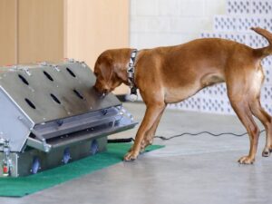 Leia mais sobre o artigo Estudo britânico afirma que cães podem farejar infecção por Covid-19 com 94% de eficácia