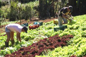Leia mais sobre o artigo Parceria entre Sedesc e Agraer beneficia agricultura familiar em Campo Grande
