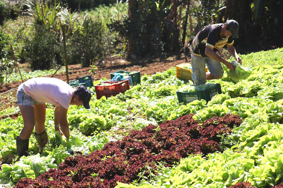 Você está visualizando atualmente Parceria entre Sedesc e Agraer beneficia agricultura familiar em Campo Grande