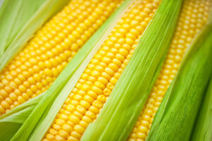 Leia mais sobre o artigo Exportação de milho avança pouco na semana
