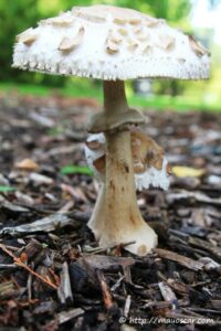 Leia mais sobre o artigo Kew Royal Botanical Garden lança página de cogumelos na Colômbia