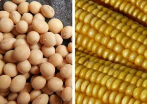 Leia mais sobre o artigo Baixa disponibilidade de soja e milho deve puxar preços no Brasil no 2º semestre, diz analista