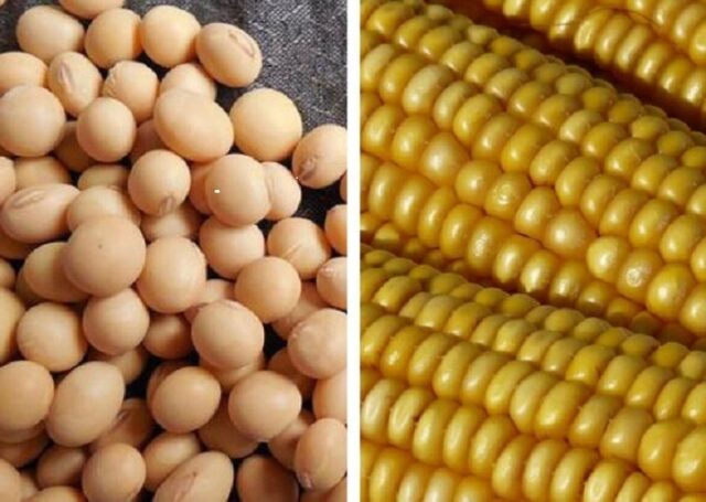 Você está visualizando atualmente Baixa disponibilidade de soja e milho deve puxar preços no Brasil no 2º semestre, diz analista