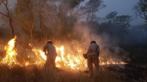 Leia mais sobre o artigo Incêndios florestais: MS decreta situação de emergência