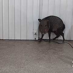 Leia mais sobre o artigo PMA de Naviraí captura porco-do-mato em local de vacinação