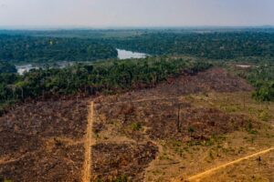 Leia mais sobre o artigo Desmatamento na Amazônia bate recorde pelo 4º mês consecutivo