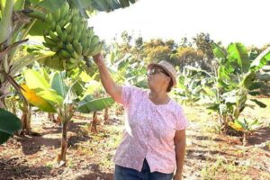 Leia mais sobre o artigo Produtora melhora condição de bananal e obtém lucro com a venda das frutas