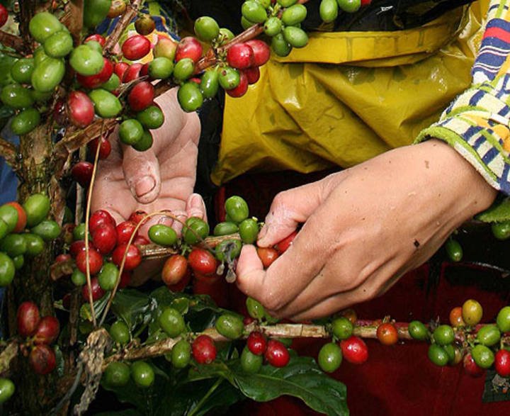 Você está visualizando atualmente Produção de café em nível mundial atinge 169,50 milhões de sacas
