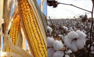 Leia mais sobre o artigo Impactos nas colheitas do milho e algodão