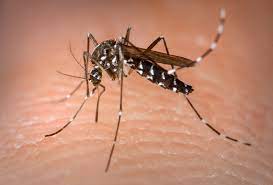 Você está visualizando atualmente MS registra a 12ª morte por dengue; Dourados tem dois óbitos