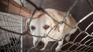 Read more about the article Clínicas veterinárias podem ser obrigadas a denunciar maus-tratos a animais