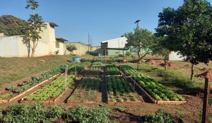 Você está visualizando atualmente Agraer fornece 2 mil mudas para horta cultivada por internos da UNEI Dom Bosco