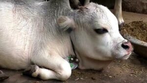 Leia mais sobre o artigo Vaca anã atrai turistas em Bangladesh e pode ser a menor do mundo