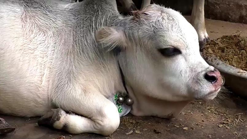 Você está visualizando atualmente Vaca anã atrai turistas em Bangladesh e pode ser a menor do mundo