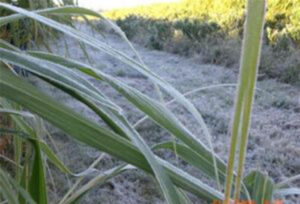 Leia mais sobre o artigo Geadas: Irrigação por gotejamento pode ser solução para canaviais