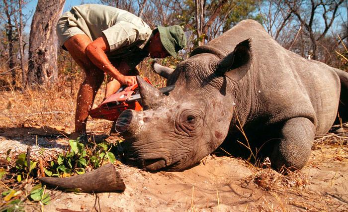 Você está visualizando atualmente Matança de rinocerontes na África do Sul em 2021