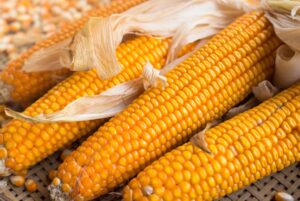 Leia mais sobre o artigo Com mais de 56% comercializada, colheita do milho avança devagar em MS