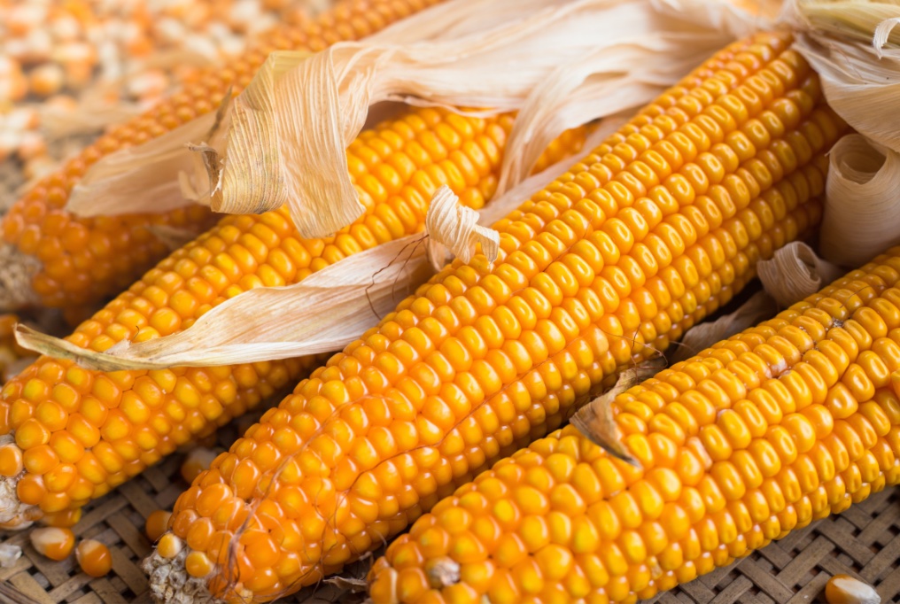 Você está visualizando atualmente Com mais de 56% comercializada, colheita do milho avança devagar em MS