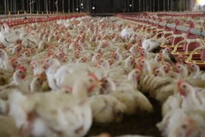 Leia mais sobre o artigo Preço médio do frango tem valorização de mais de 20% no atacado de MS