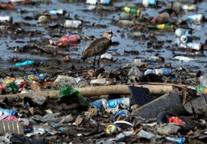 Read more about the article Plástico ameaça espécies migratórias na Ásia-Pacífico, alerta a ONU