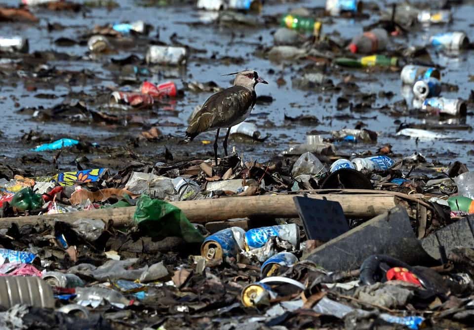 Você está visualizando atualmente Plástico ameaça espécies migratórias na Ásia-Pacífico, alerta a ONU