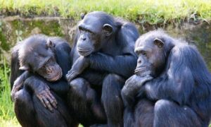 Leia mais sobre o artigo CHIMPANZÉS: Estudo mostra que amizade ajuda na reprodução da espécie