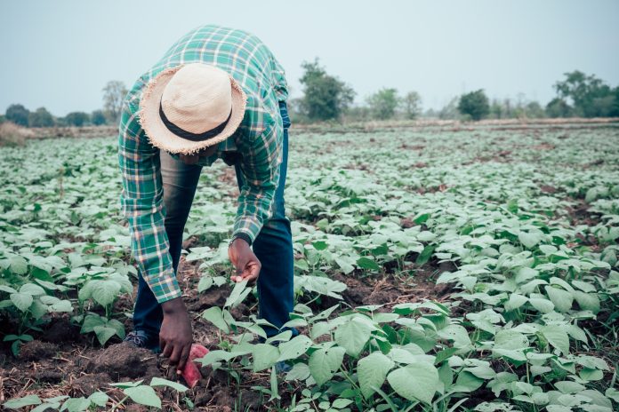 Você está visualizando atualmente África: tecnologia para a agricultura familiar no continente