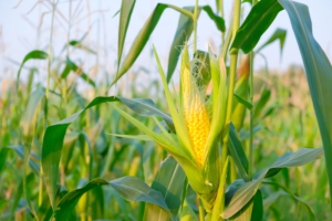 Leia mais sobre o artigo Agricultores argentinos começam plantio de milho, safra recorde à vista