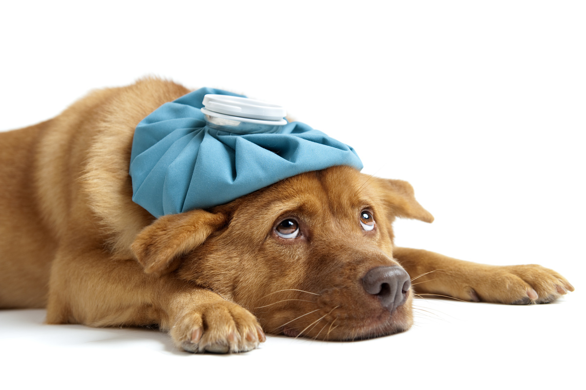You are currently viewing CINOMOSE: saiba identificar os sintomas da doença em seu cachorro