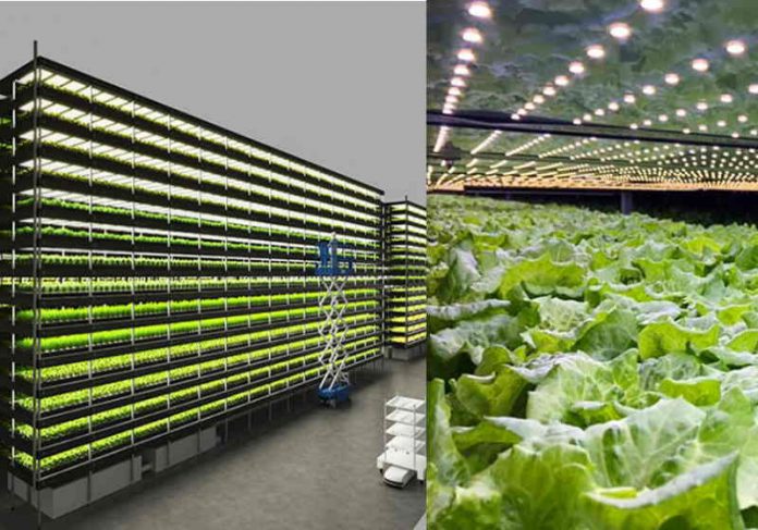 Você está visualizando atualmente Fazenda vertical eólica produz mais de mil toneladas de alimentos por ano