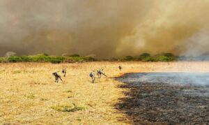 Leia mais sobre o artigo Incêndios no Pantanal mobilizam grande força-tarefa em MS