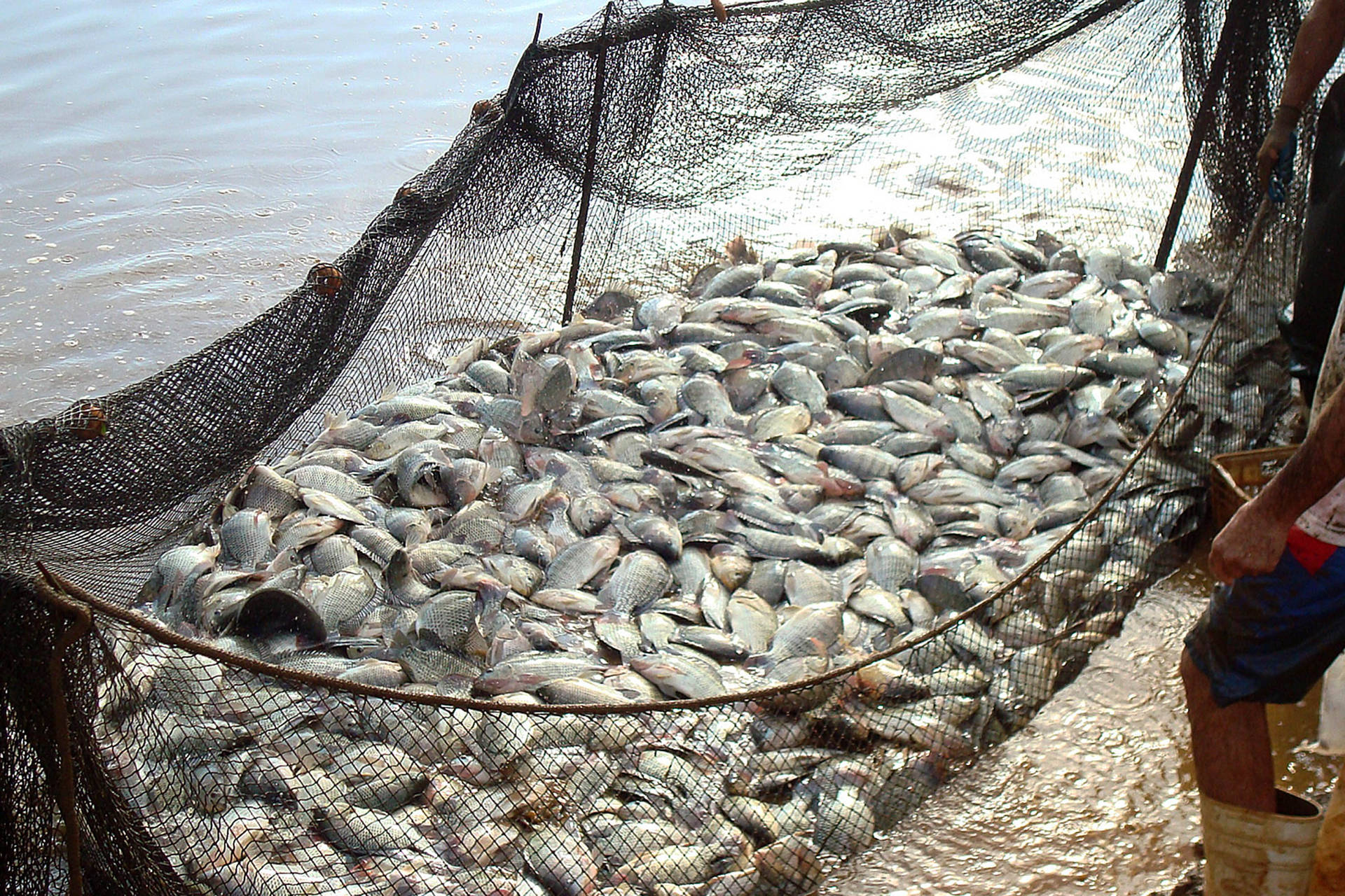 Você está visualizando atualmente Mato Grosso do Sul realiza a 18ª edição da Semana do Pescado