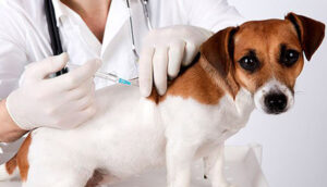 Leia mais sobre o artigo Vacinação contra raiva: meta é imunizar 13 mil animais em Sidrolândia-MS