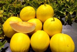 Leia mais sobre o artigo Brasil aproveita demanda europeia e oferece novas variedades de melões