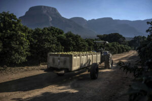 Leia mais sobre o artigo África do Sul pode desbloquear seu potencial de crescimento agrícola