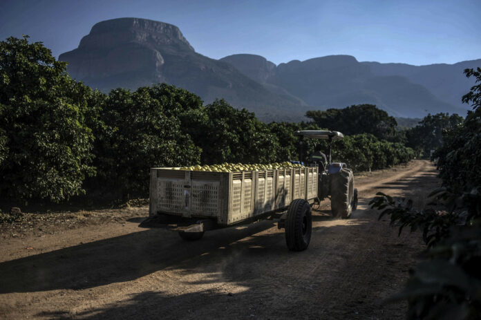 Você está visualizando atualmente África do Sul pode desbloquear seu potencial de crescimento agrícola