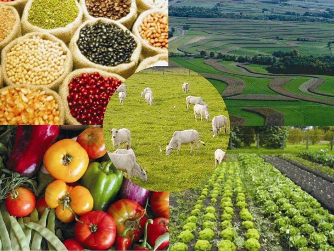 Agropecuária: Mato Grosso do Sul tornou-se importante produtora do país
