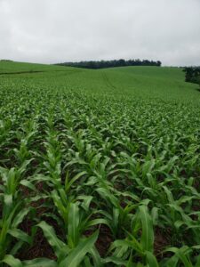 Leia mais sobre o artigo Conab estima nova safra de milho maior com 116,3 milhões de toneladas