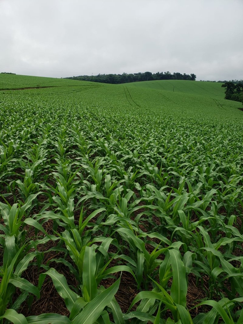 Você está visualizando atualmente Conab estima nova safra de milho maior com 116,3 milhões de toneladas