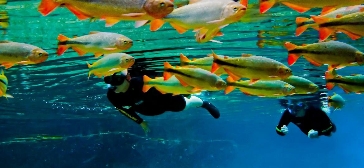 Você está visualizando atualmente Museu subaquático de água doce de Bonito será o primeiro do mundo