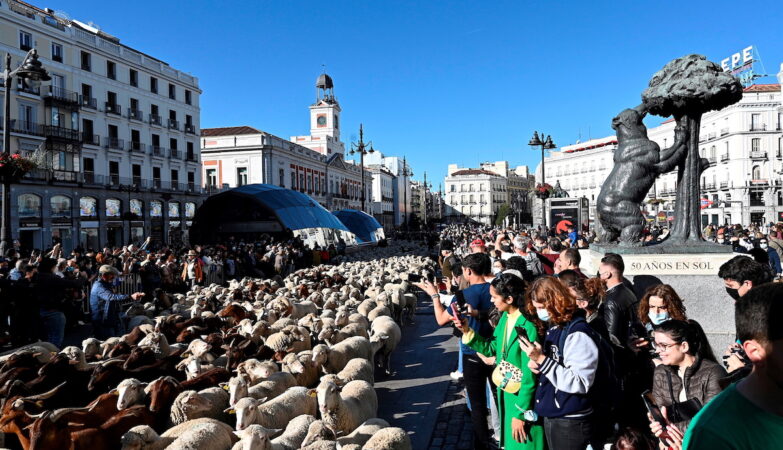 Você está visualizando atualmente Ovelhas invadem o centro da capital da Espanha