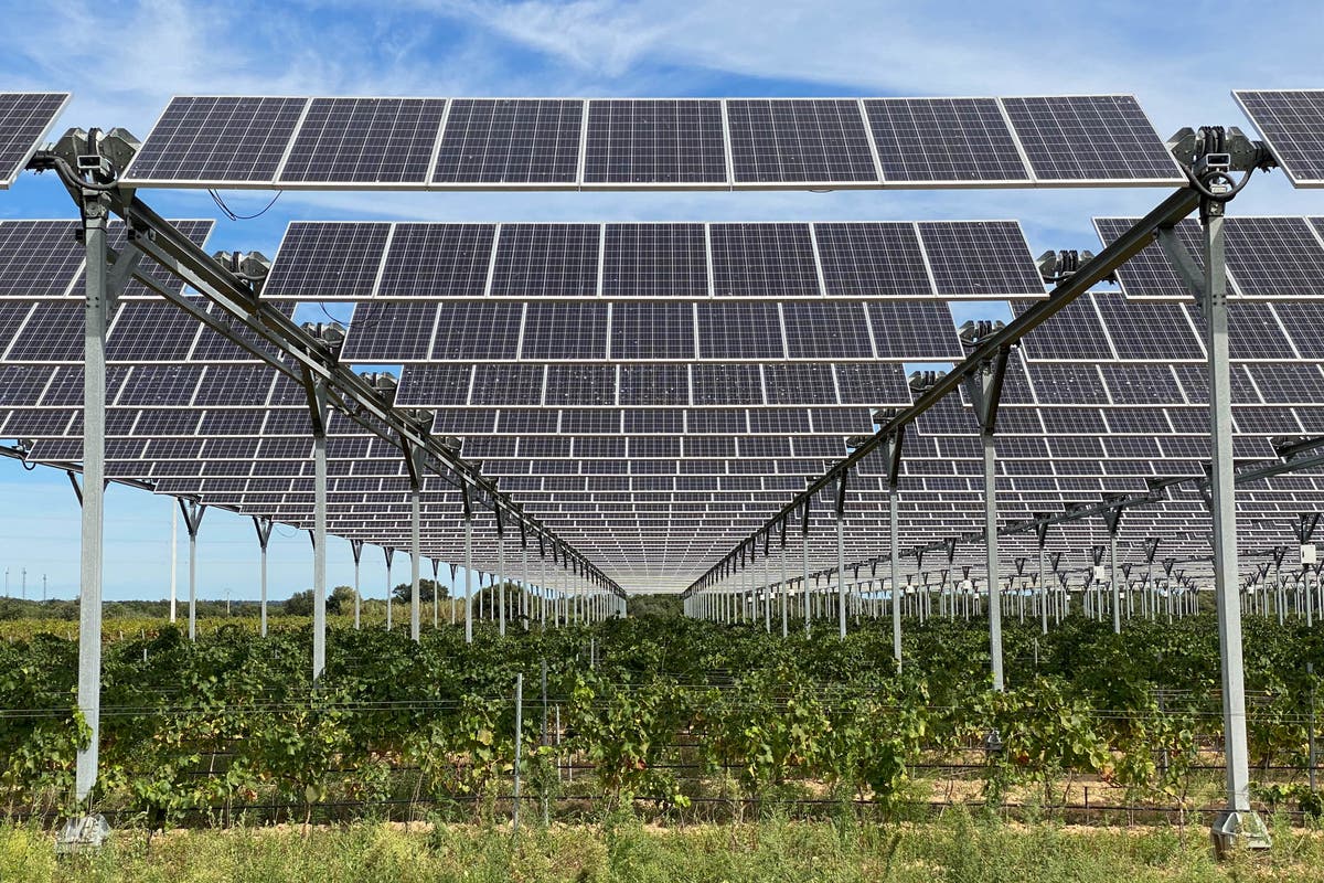 Você está visualizando atualmente Painéis solares protegem vinícolas francesas das mudanças climáticas