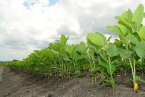 Leia mais sobre o artigo Plantio de soja já avança a 1 milhão de hectares em Mato Grosso do Sul