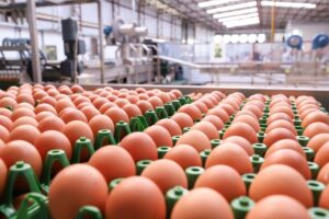 Leia mais sobre o artigo Em MS, demanda e produção de ovos tem ótimo crescimento no ano