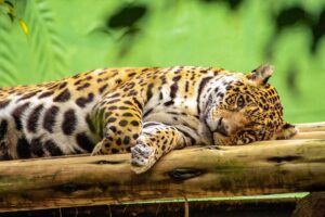 Leia mais sobre o artigo Dia da Onça-pintada: curiosidades sobre o felino que é um dos símbolos do Pantanal