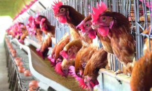 Leia mais sobre o artigo Senar MS oferece programa para avicultura e produção de ovos
