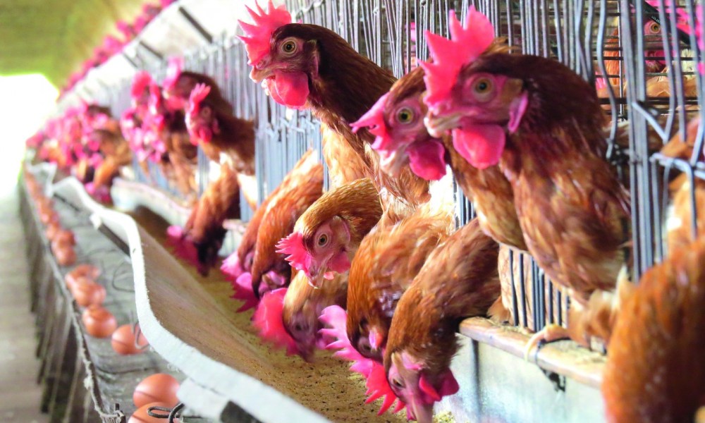 Você está visualizando atualmente Senar MS oferece programa para avicultura e produção de ovos